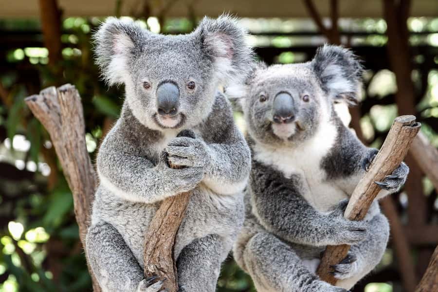 Brisbane: Lone Pine Koala Sanctuary Day Pass - Why Lone Pine is more than a koala photo stop