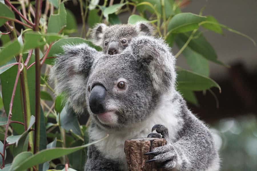 Brisbane: Lone Pine Koala Sanctuary Day Pass - Hand-feeding kangaroos in the free-range reserve