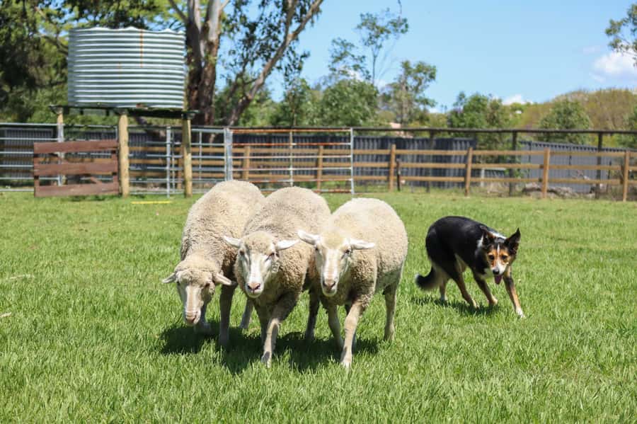 Brisbane: Lone Pine Koala Sanctuary Day Pass - Wombats, dingoes, reptiles, and platypus