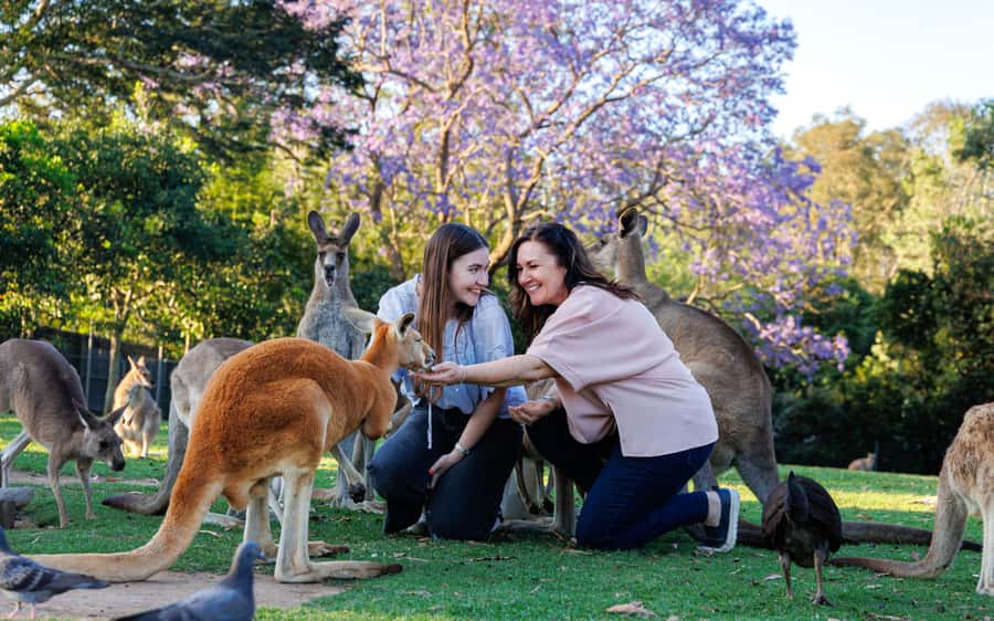 Brisbane: Lone Pine Koala Sanctuary Day Pass - A calm outdoor day in Brisbane