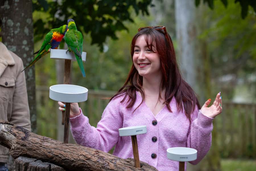 Brisbane: Lone Pine Koala Sanctuary Day Pass - Is the $41 entry price good value?