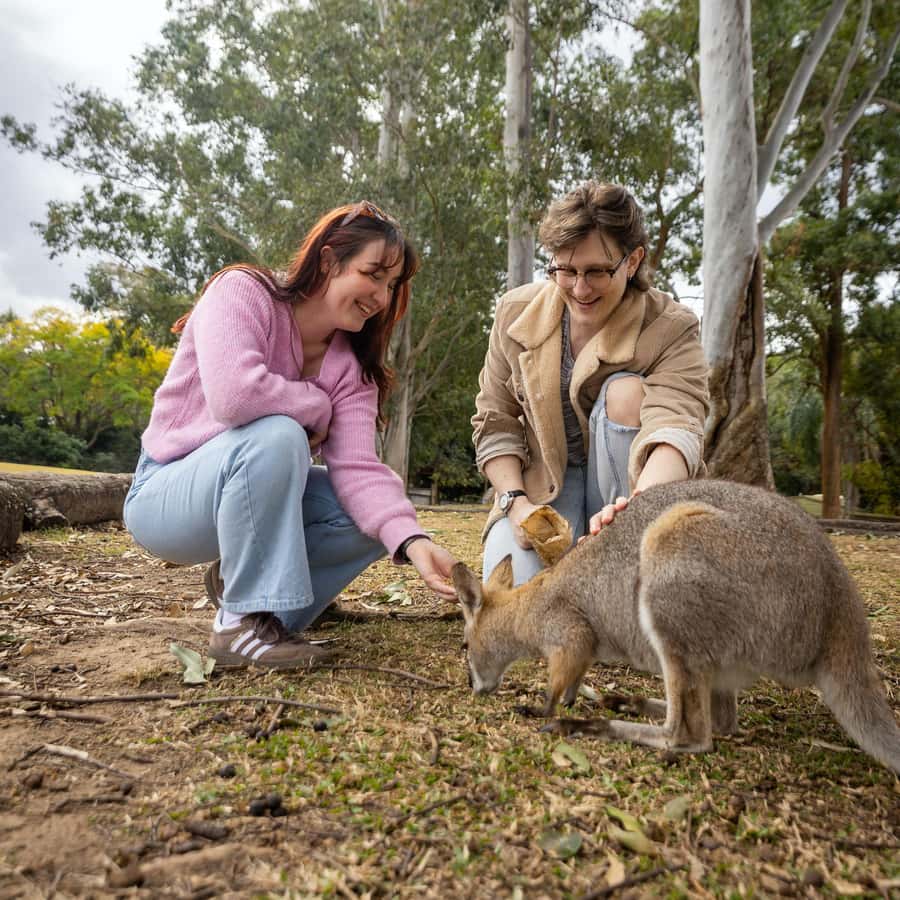 Brisbane River Cruise and Koala Sanctuary Visit - Should you book the Brisbane River Cruise and Koala Sanctuary Visit?