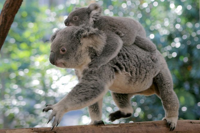 Brisbane River Cruise with entry to Lone Pine Koala Sanctuary - Who will enjoy this outing most?
