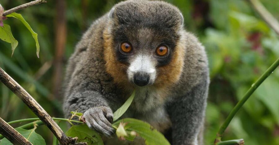 Bristol: Bristol Zoo Project Entry Ticket - Key things to know before you go