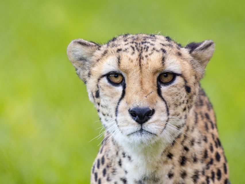 Bristol: Bristol Zoo Project Entry Ticket - A conservation zoo with room to roam