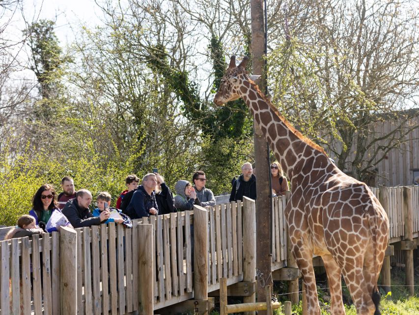 Bristol: Bristol Zoo Project Entry Ticket - Giraffes at eye level in the Giraffe House
