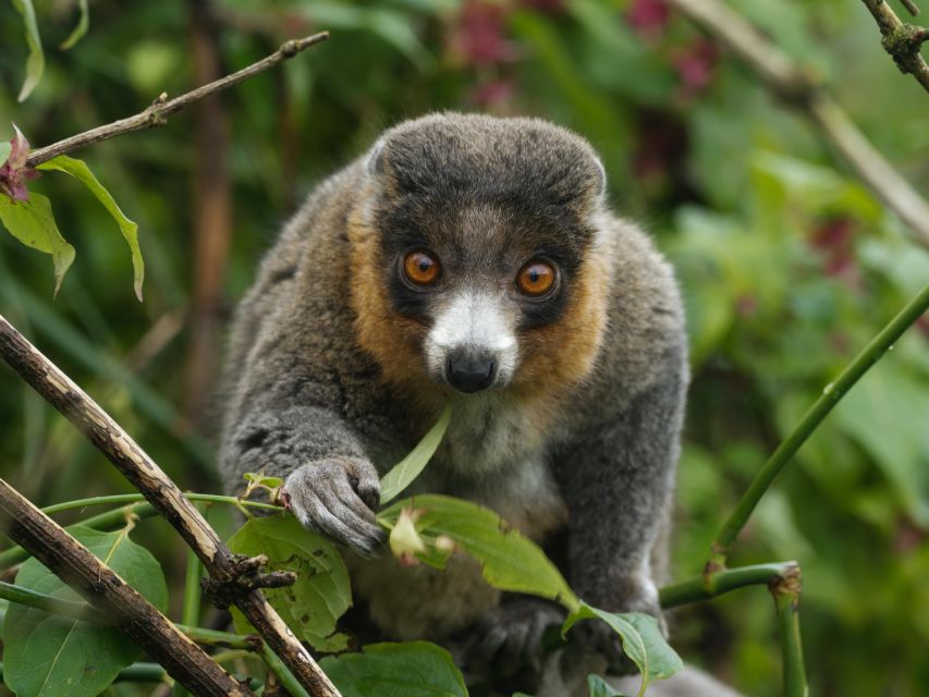 Bristol: Bristol Zoo Project Entry Ticket - Start with the Lemur Walkthrough