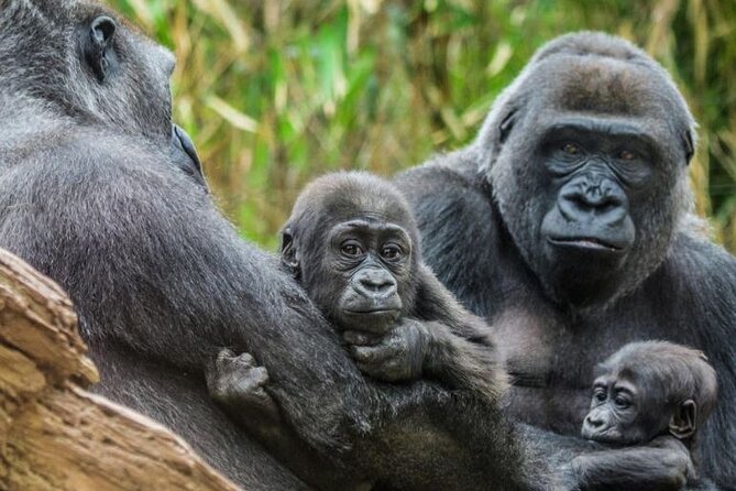 Bronx Zoo Admission Ticket - Plan your route before the first gorilla
