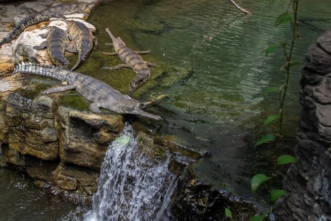 Bronx Zoo Admission Ticket - Children’s Zoo and the petting experience
