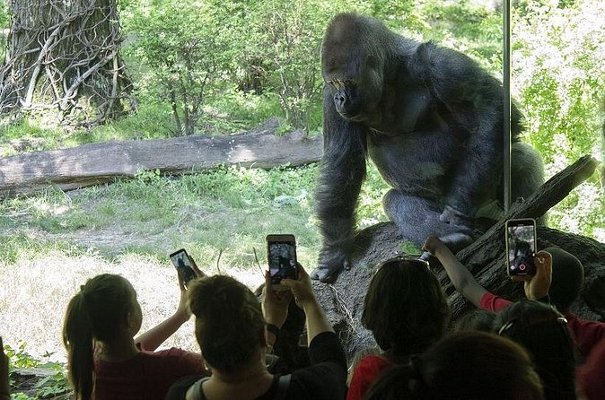 Bronx Zoo Admission Ticket - The monorail is worth building around