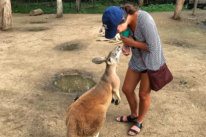 Byron Bay and Currumbin Wildlife Sanctuary Day Tour - Three hours with kangaroos and koalas at Currumbin