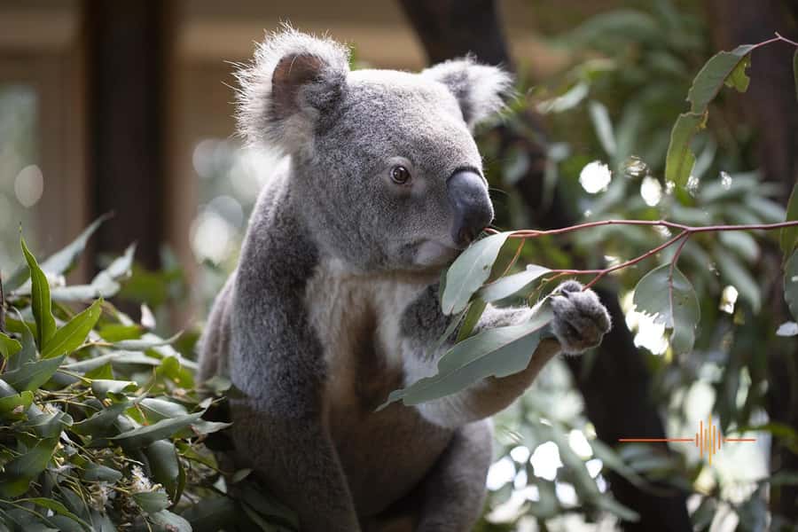 Byron Bay Wildlife Sanctuary Entry Ticket - Start with the daily keeper schedule