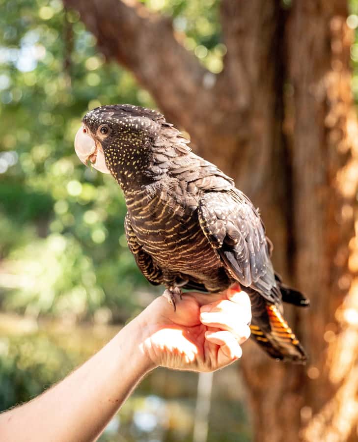 Byron Bay Wildlife Sanctuary Entry Ticket - The included kangaroo and emu feeding