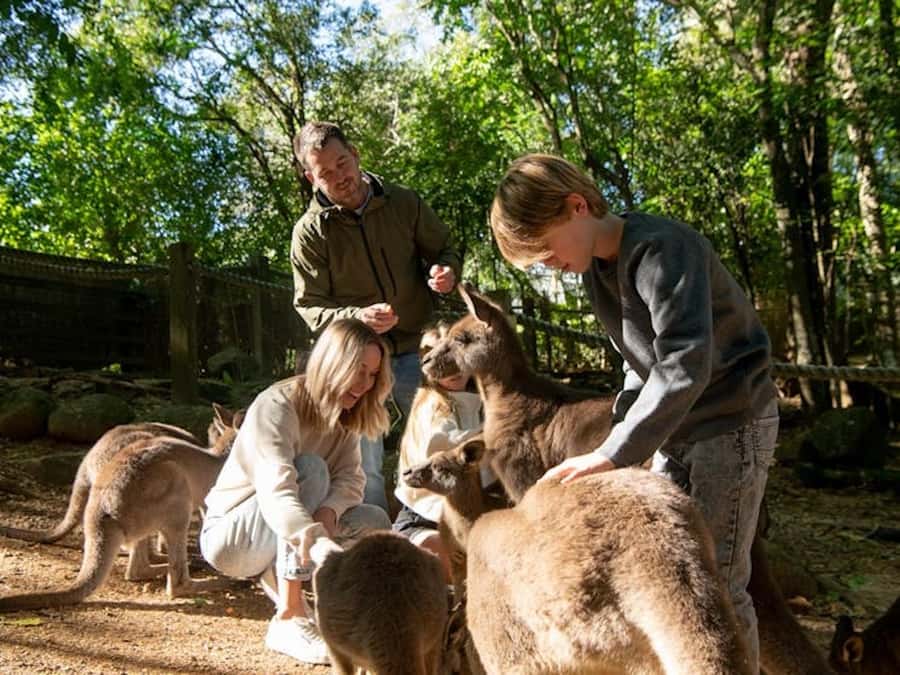Byron Bay Wildlife Sanctuary Entry Ticket - Koalas, kangaroos, and familiar Australian faces