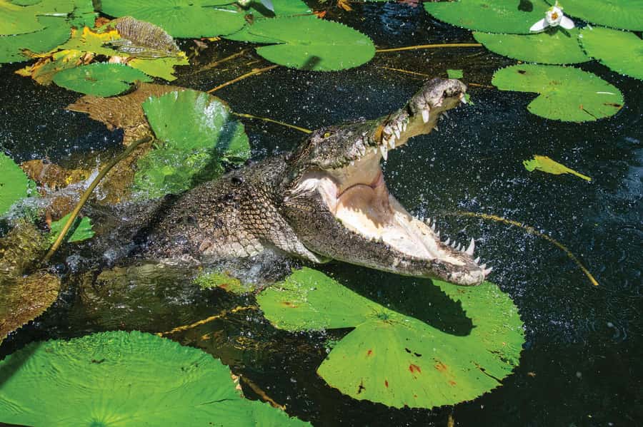 Cairns Shore Excursion: Crocodile & Wildlife Park Tour - Why Hartley’s crocodile cruise is the star attraction