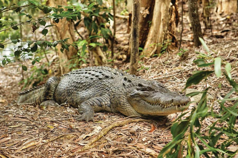 Cairns Shore Excursion: Crocodile & Wildlife Park Tour - Exploring the woodland and rainforest areas