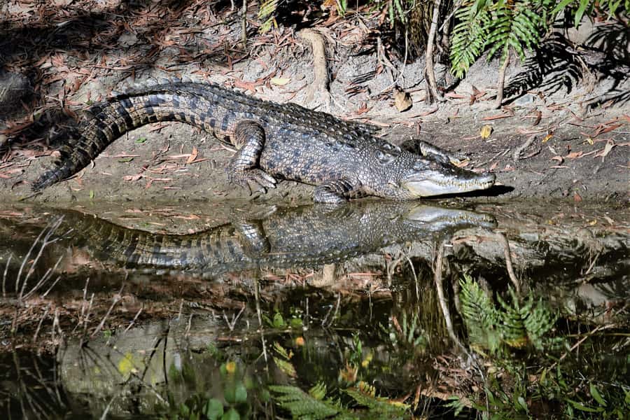 Cairns Shore Excursion: Crocodile & Wildlife Park Tour - The 10:30 AM pickup from Cairns