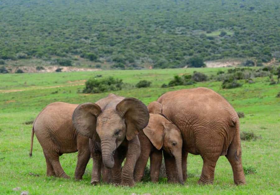Cairo: Guided Day Trip to Africa Safari Park with Lunch - Optional activities beyond the animals