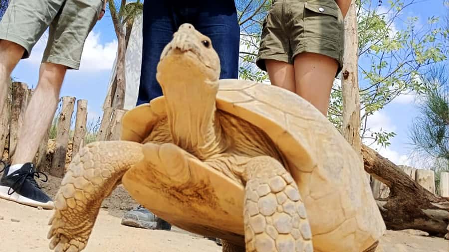 Cairo: Guided Day Trip to Africa Safari Park with Lunch - Who should book this day trip?
