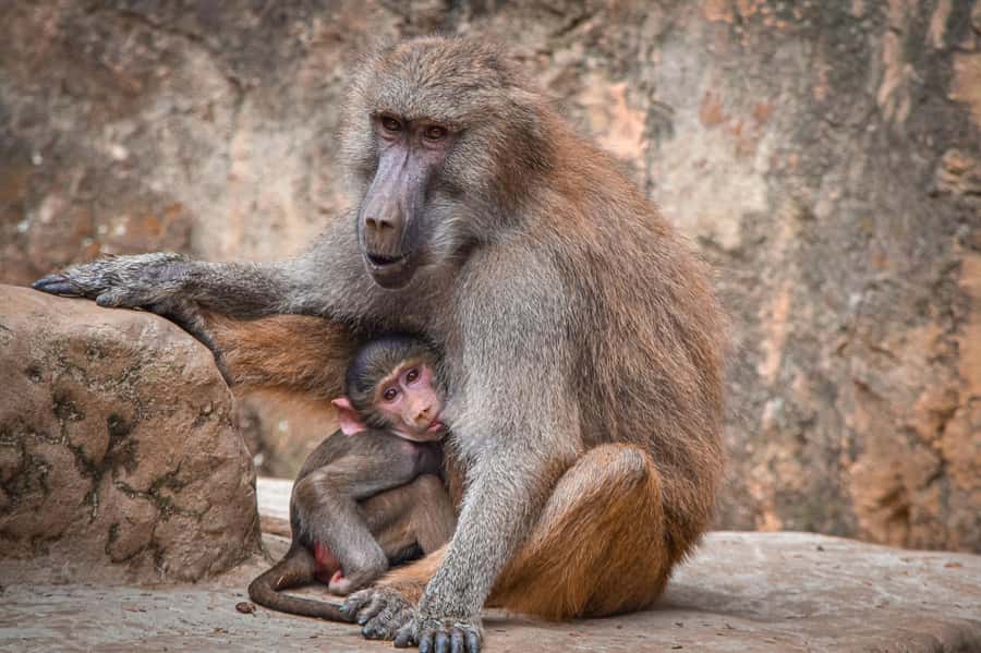 Cali Zoo Access Ticket - Key points to know before you go