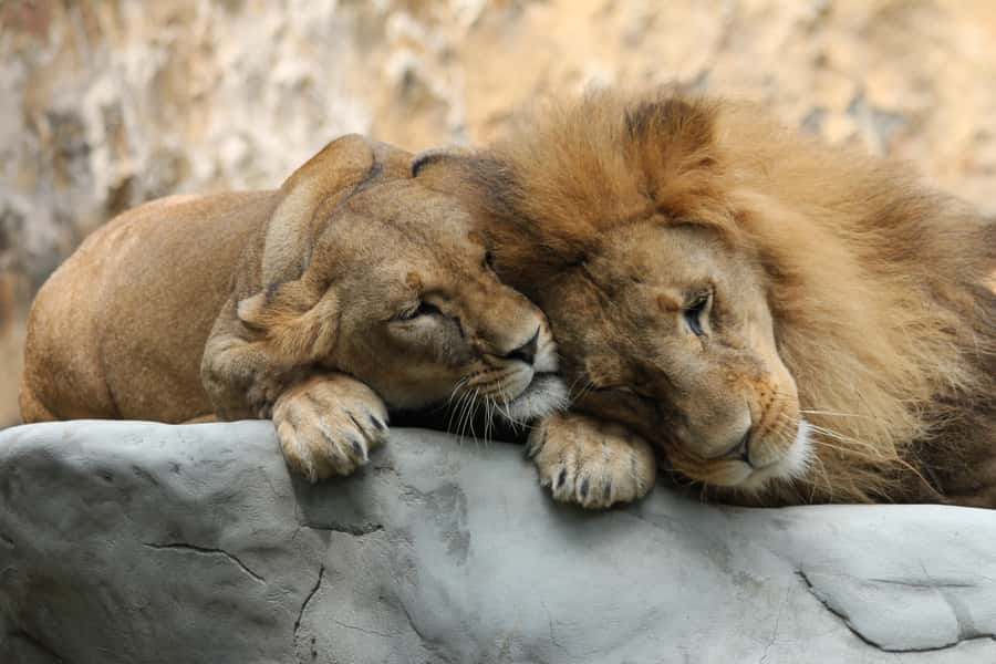 Cali Zoo Access Ticket - Why Cali Zoo is more than a quick animal stop
