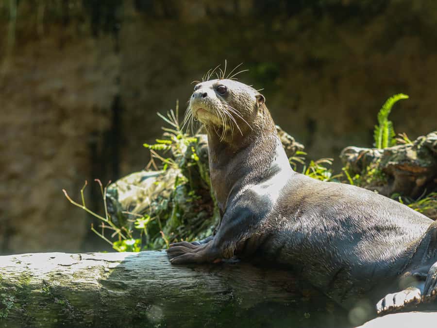Cali Zoo Access Ticket - The conservation work behind your ticket
