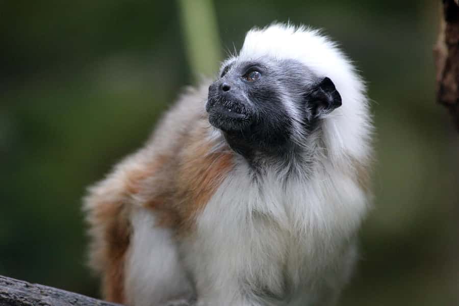 Cali Zoo Access Ticket - Booking flexibility and cancellation