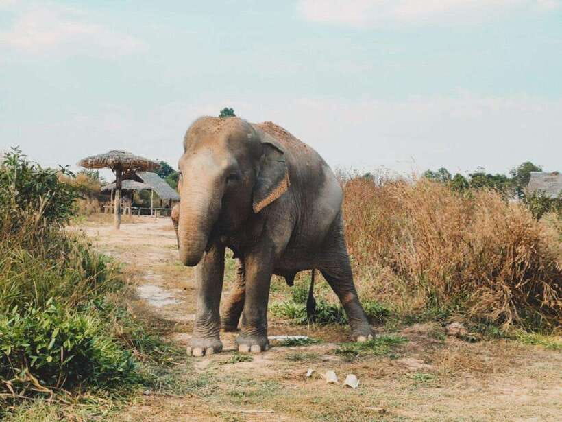 Cambodia Elephant Sanctuary Include Hotel Transfer Roundtrip - Key points to know before booking