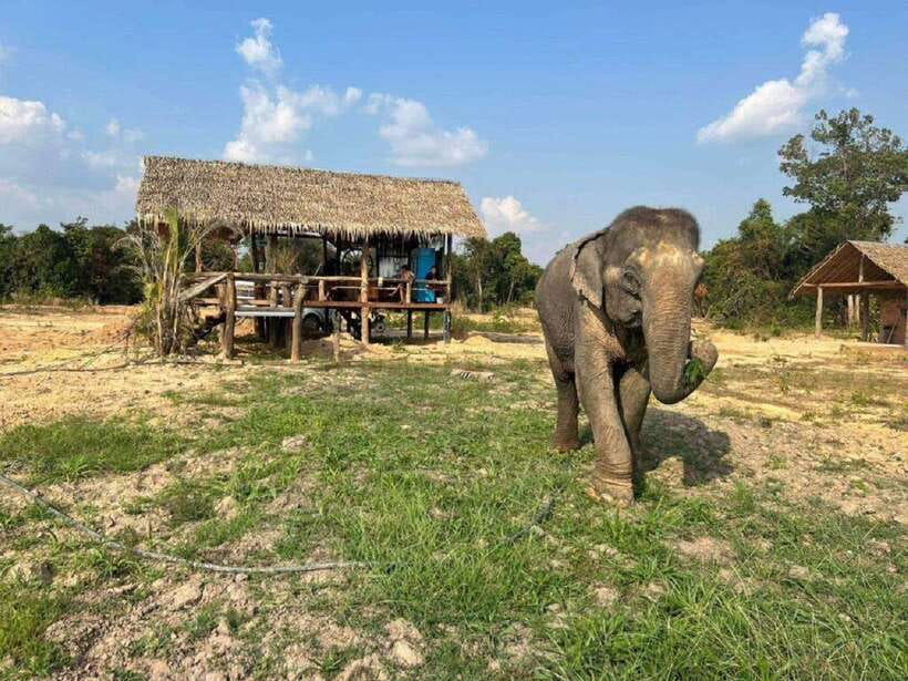 Cambodia Elephant Sanctuary Include Hotel Transfer Roundtrip - A short trip from Siem Reap to the sanctuary