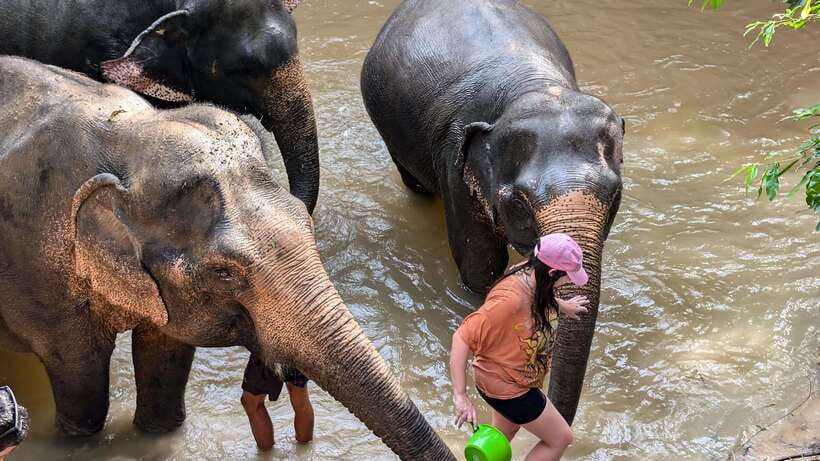 Cambodia Elephant Sanctuary Include Hotel Transfer Roundtrip - Preparing food instead of simply handing out treats
