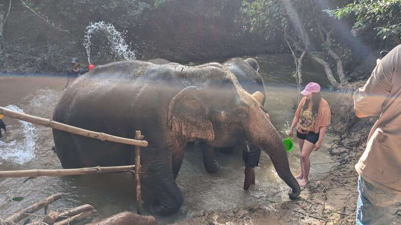 Cambodia Elephant Sanctuary Include Hotel Transfer Roundtrip - What the $122 price includes