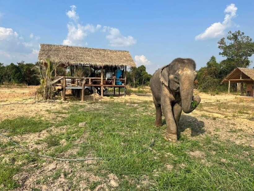 Cambodia Elephant Sanctuary Include Hotel Transfer Roundtrip - Who will enjoy this experience most