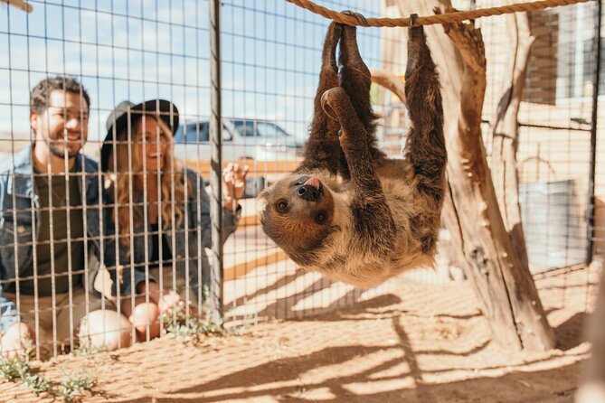 Camel Safari - Camel Ride and Zoo Tour - What happens during the safari tram portion
