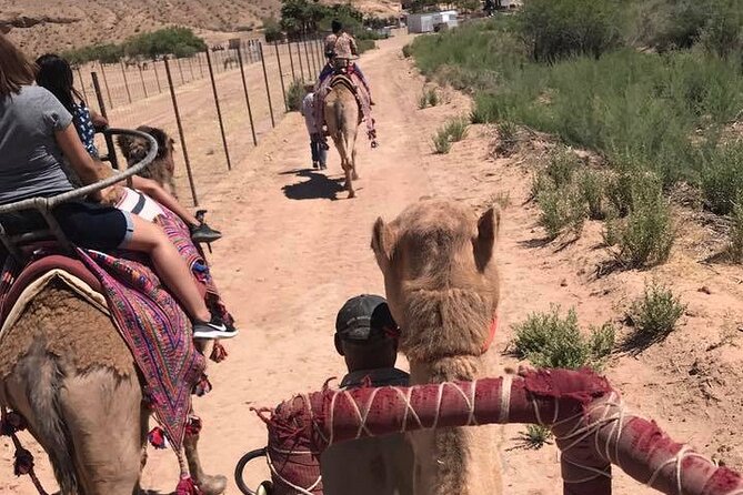 Camel Safari - Camel Ride and Zoo Tour - Why the animal encounters add real value