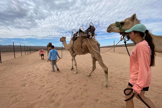Camel Safari - Camel Ride and Zoo Tour - Small details that can improve your visit