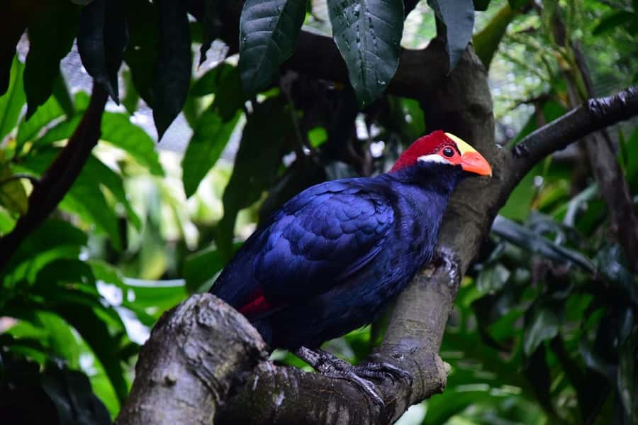 Cape Town: World of Birds & Animal Sanctuary - Key points to know before you go