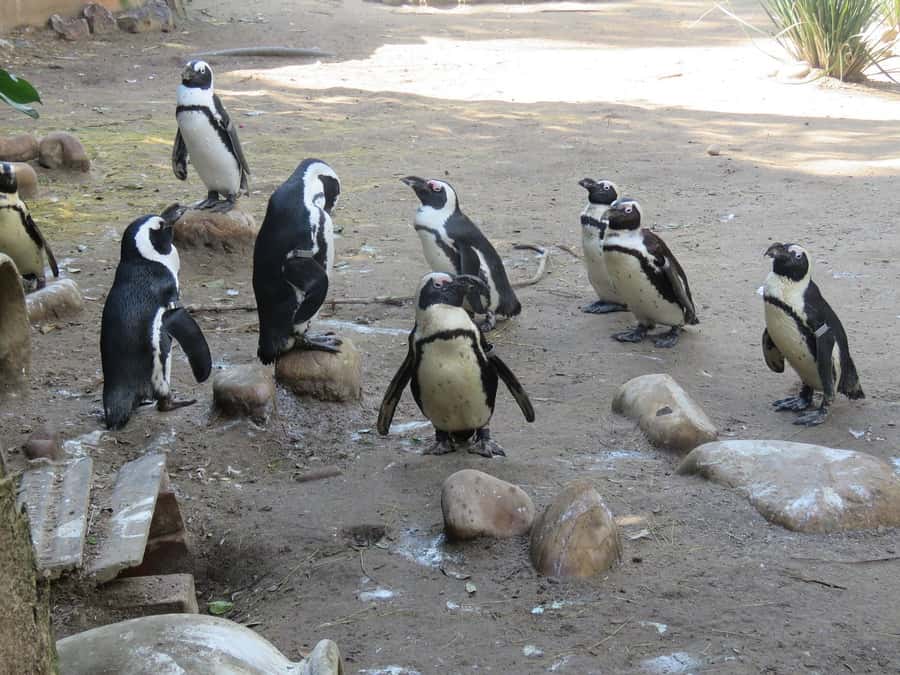 Cape Town: World of Birds & Animal Sanctuary - Walking into the 100 aviaries