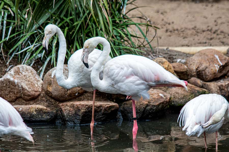 Cape Town: World of Birds & Animal Sanctuary - Monkey Jungle and the Squirrel Monkeys