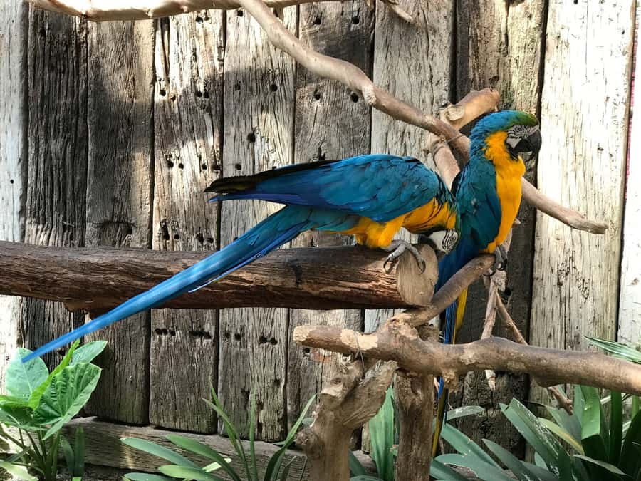 Cape Town: World of Birds & Animal Sanctuary - Other animals beyond the birds