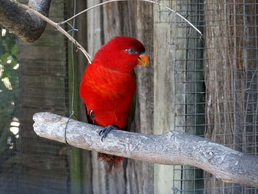Cape Town: World of Birds & Animal Sanctuary - From ostriches and penguins to eagles and parrots