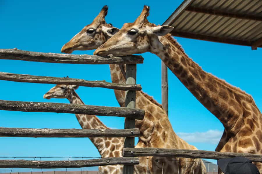 Cape Winelands Family Tour & Wildlife Encounter - Key points to know before booking