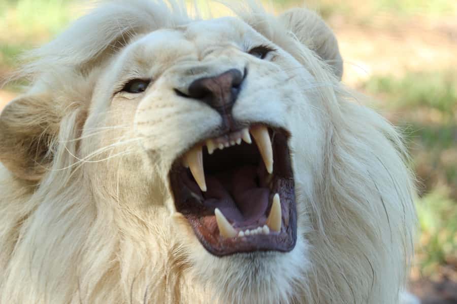 Cape Winelands Family Tour & Wildlife Encounter - From Cape Town to the Cape Winelands