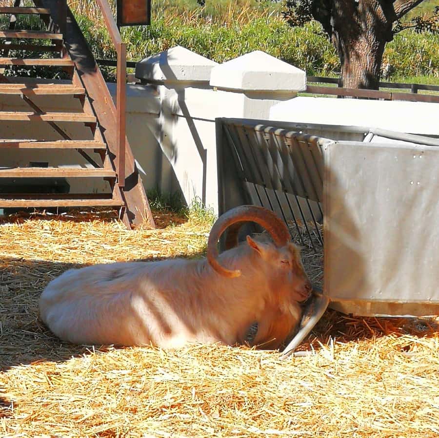 Cape Winelands Family Tour & Wildlife Encounter - Drakenstein Lion Park and the big-cat stop