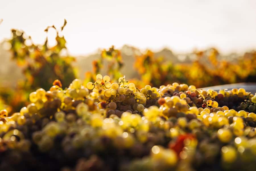 Cape Winelands Family Tour & Wildlife Encounter - Fairview Wine and Cheese: a short taste of Stellenbosch