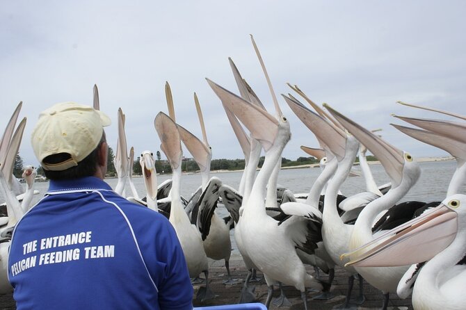Central Coast Private Tour From Sydney, with Australian Reptile Park Option - Pelicans at The Entrance waterfront