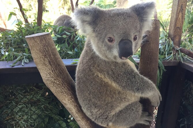 Central Coast Private Tour From Sydney, with Australian Reptile Park Option - Coastal views and seasonal whales at Crackneck Lookout