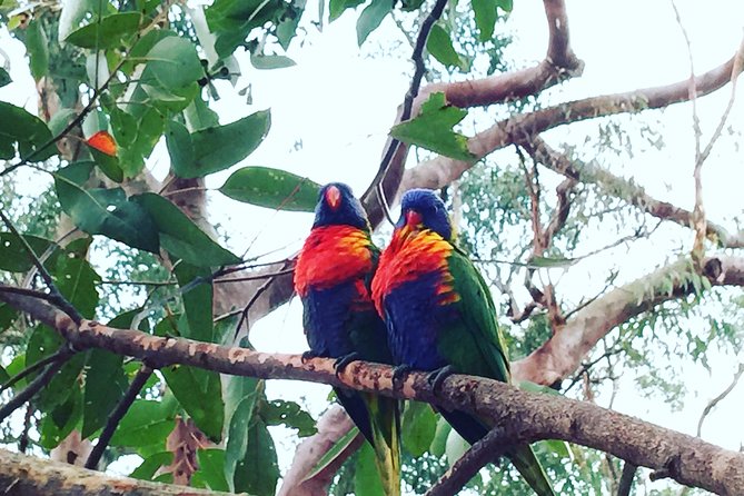 Central Coast Private Tour From Sydney, with Australian Reptile Park Option - Somersby Falls closes the route with bush and water
