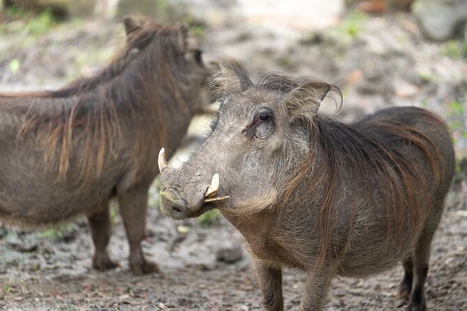 Central Florida Zoo and Botanical Gardens Ticket - Follow shaded paths through animal habitats