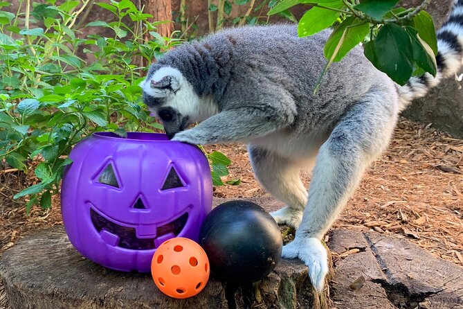 Central Florida Zoo and Botanical Gardens Ticket - Cool down at the Wharton-Smith Tropical Splash Ground