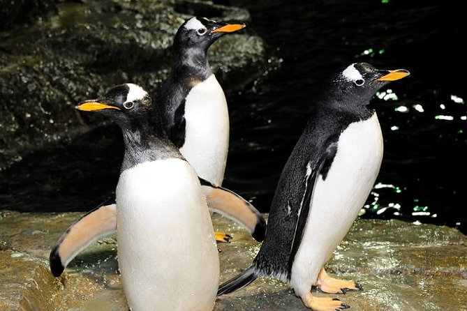 Central Park Zoo Admission Ticket with 4D Theater Access - Temperate Territory offers snow leopards and red pandas